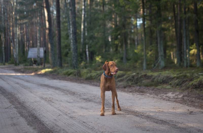 <span style='color:#780948'>ARCHIVED</span> - Traffic accidents involving animals double in Spain in 5 years