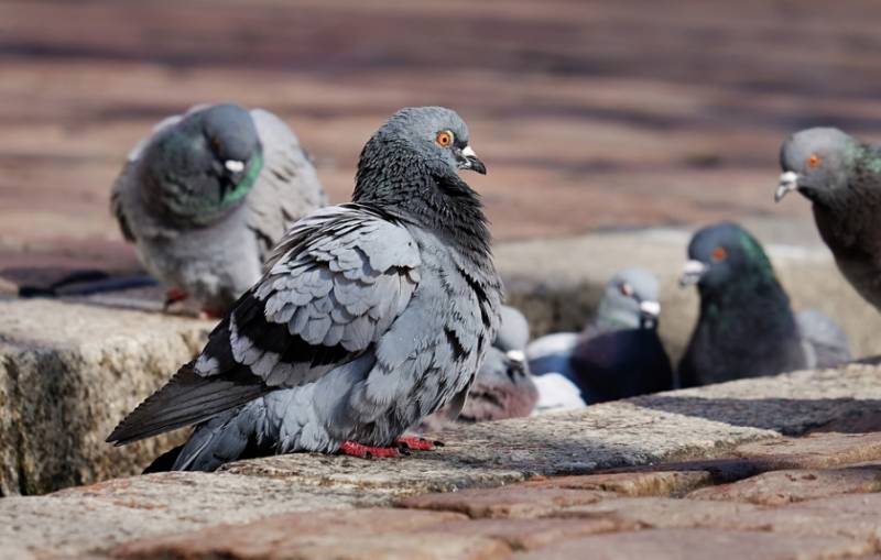<span style='color:#780948'>ARCHIVED</span> - Bird flu threat prompts Gibraltar to consider mass culling of chickens and pigeons