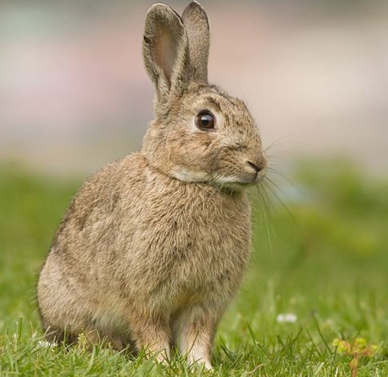 <span style='color:#780948'>ARCHIVED</span> - Elche farmers seek help in combating a plague of rabbits