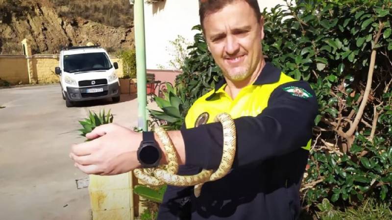 <span style='color:#780948'>ARCHIVED</span> - WATCH: Enormous metre-long iguana rescued near Malaga highway