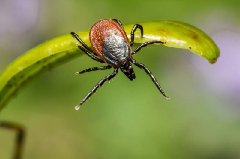 <span style='color:#780948'>ARCHIVED</span> - Lyme disease spreads unchecked across Spain