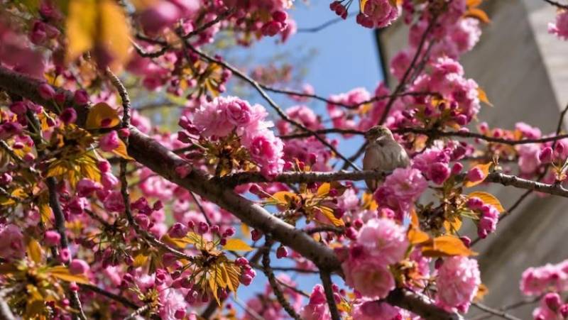 <span style='color:#780948'>ARCHIVED</span> - Murcia farmers plant new varieties of fruit trees to tackle climate change