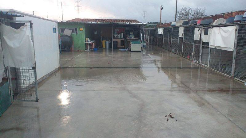<span style='color:#780948'>ARCHIVED</span> - SOS Los Barrios dog pound in Cadiz buys new land for shelter after repeated flooding