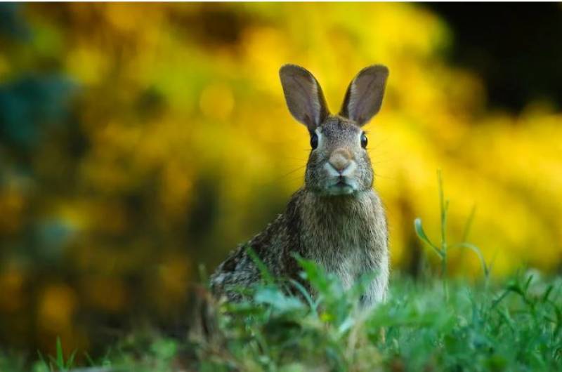 <span style='color:#780948'>ARCHIVED</span> - Hybrid rabbits decimate farmland across Spain