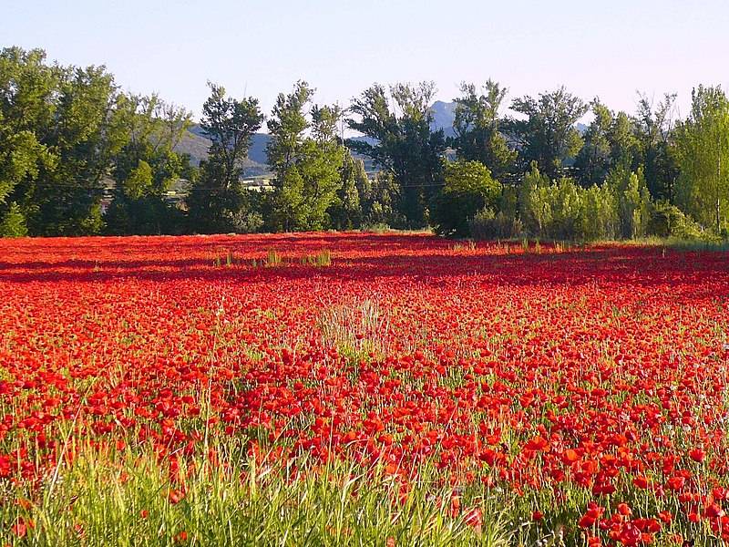 Ultimate Spanish flower trail: The floral tourist route for nature lovers in Spain
