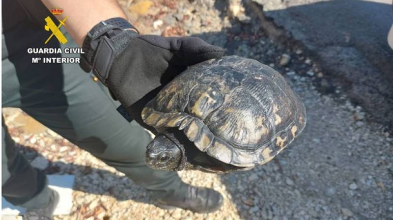 Swedish man, 80, hospitalised after getting lost in Alicante countryside trying to release a pet turtle