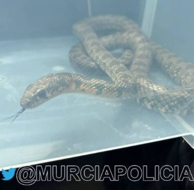 Horseshoe whip snake rescued from Murcia kindergarten