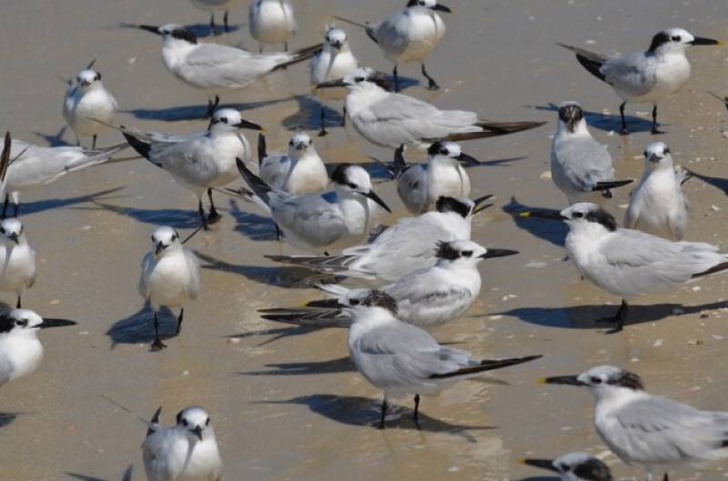 Bird flu outbreak detected in Valencian Community