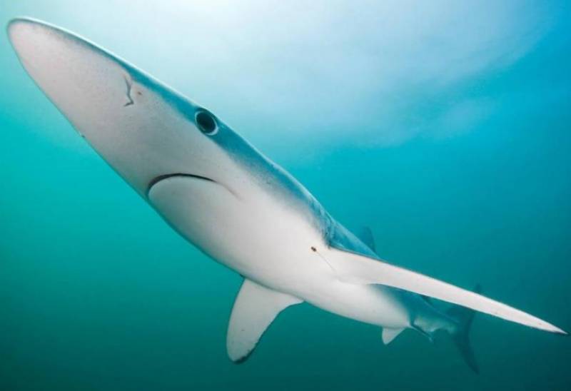 Region of Murcia waters could be declared area of interest for rare sharks and rays