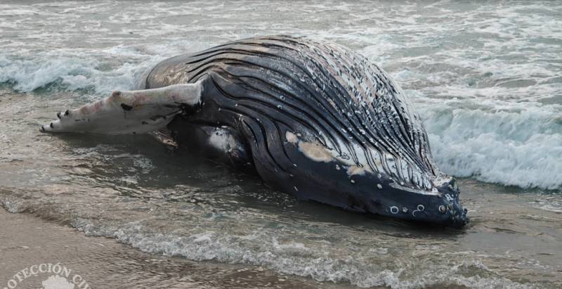 10-metre humpback whale washes up on Galicia beach