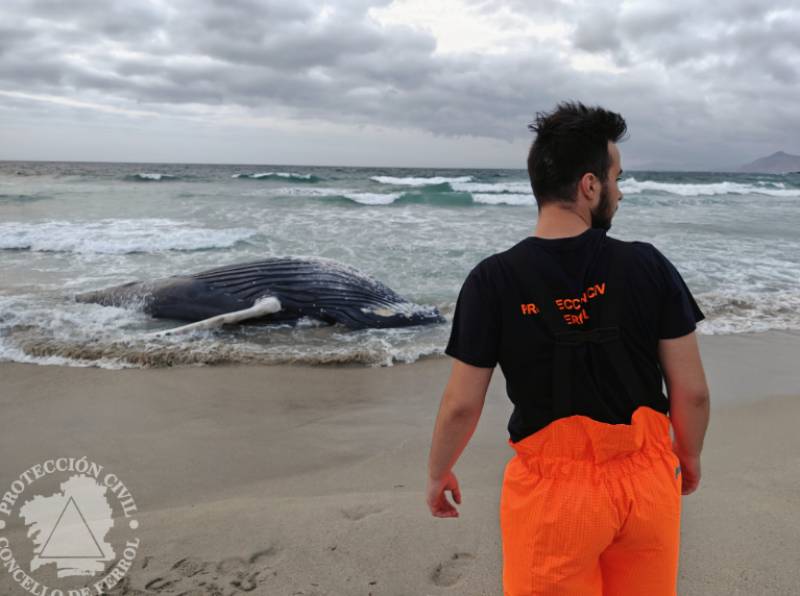 10-metre humpback whale washes up on Galicia beach