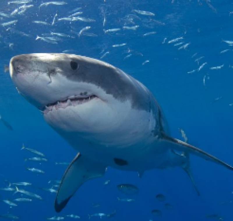Spanish marine biologists assure tourists there is nothing to fear from recent shark sightings