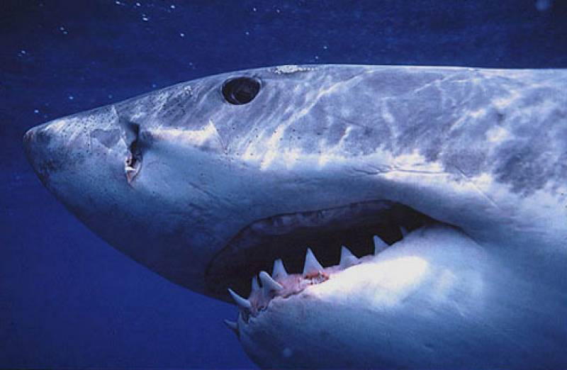 Spanish marine biologists assure tourists there is nothing to fear from recent shark sightings