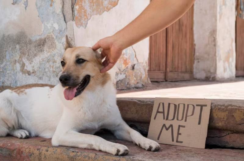 What to do if you find an abandoned dog in Spain