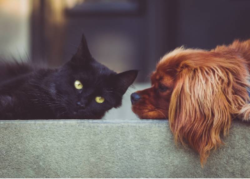 Number of pets in the home limited by new Animal Welfare Law in Spain