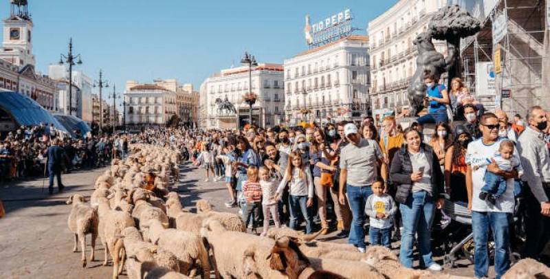 Unique Madrid sheep parade festival returns this Sunday: Fiesta de la Trashumancia 2023