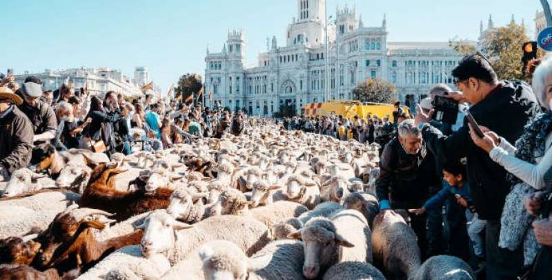 Unique Madrid sheep parade festival returns this Sunday: Fiesta de la Trashumancia 2023