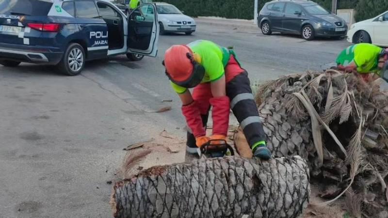 Fierce winds fell trees and cause damage in Murcia