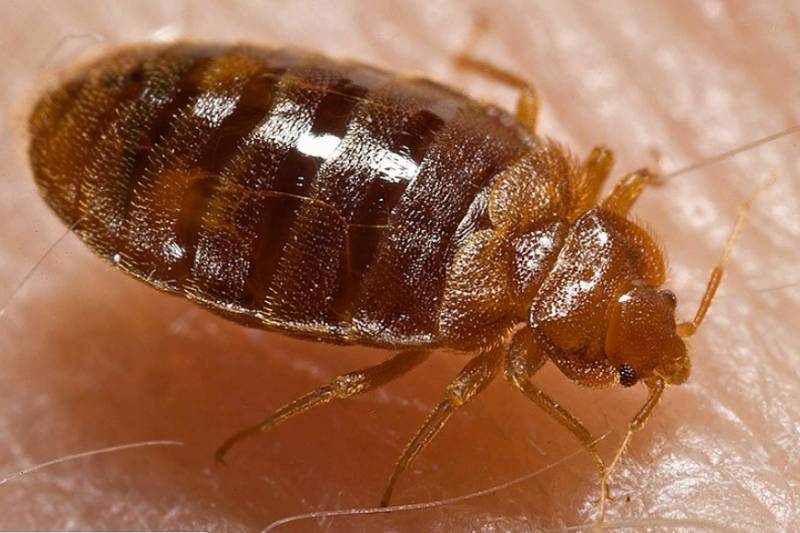 Bedbug infestation spreads rapidly across Spain