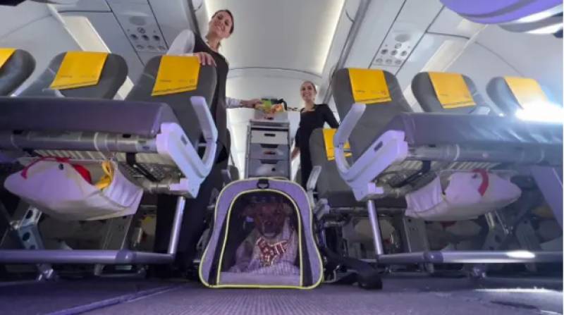 Spanish airline becomes the first in Europe to offer dog food