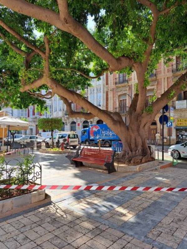 Aguilas cordons off iconic ficus trees as safety measure