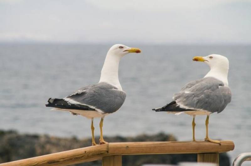 San Pedro seagull population booms out of control