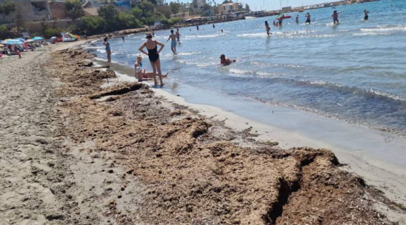 Orihuela Costa beaches clogged with smelly seaweed
