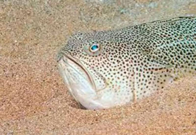 Poisonous fish alert on Spanish beaches: Watch out for this tiny, venomous terror