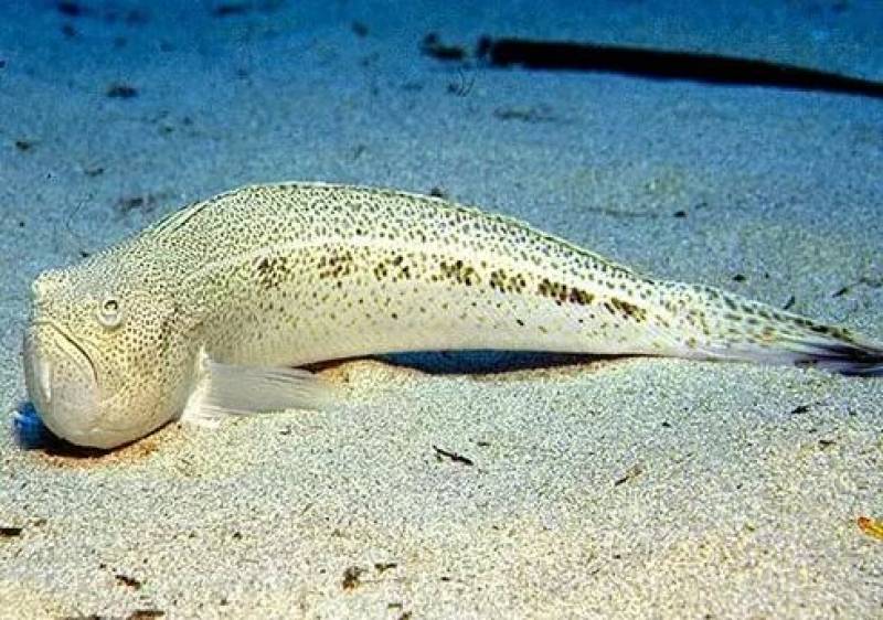 Poisonous fish alert on Spanish beaches: Watch out for this tiny, venomous terror