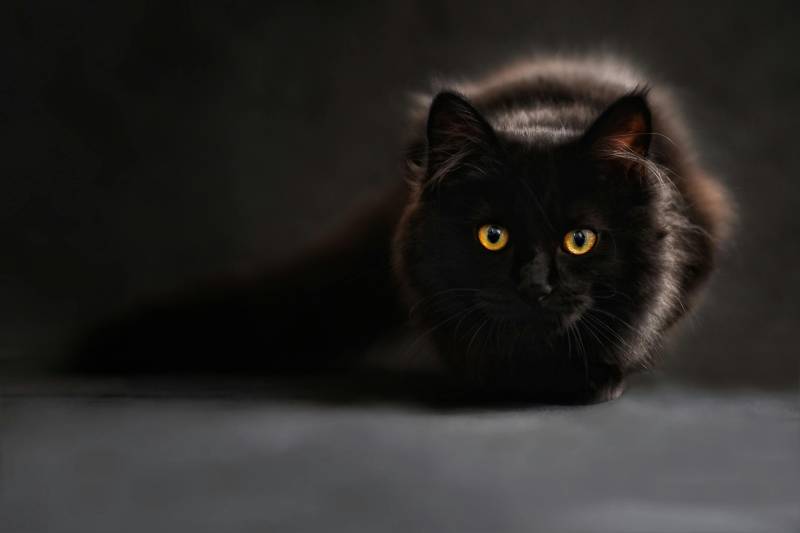 Valencian town steps up cat protection as Halloween nears