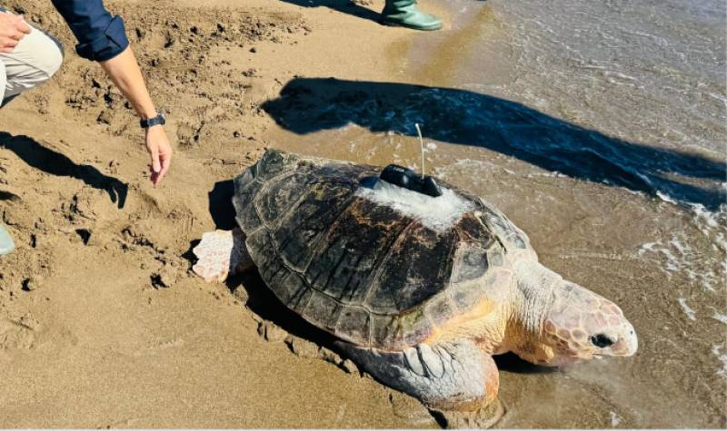 Largest loggerhead turtle ever found in Murcia released back into the sea at Calnegre