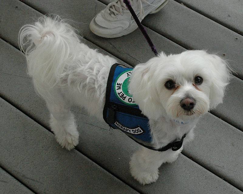 Four-legged friends bringing hope: Therapy dogs transform lives for families with rare diseases