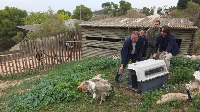 Griffon vulture with partial sight finds a new flock at Terra Natura Murcia