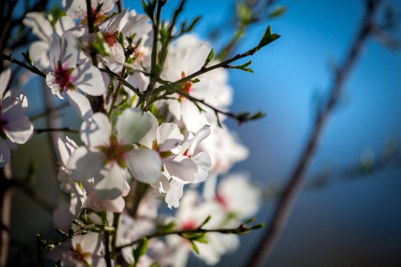 January 31 to March 8 MULAFLOR, the almond blossom celebrations in Mula