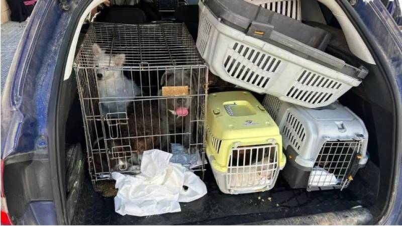 Murcia police rescue 27 tiny puppies intended for the black market