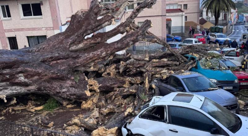 Iconic Tenerife dragon tree falls after centuries, crushing cars below
