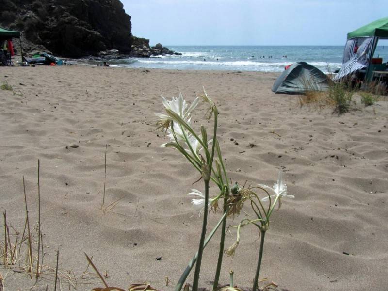 The beaches of Lorca prepare for summer!