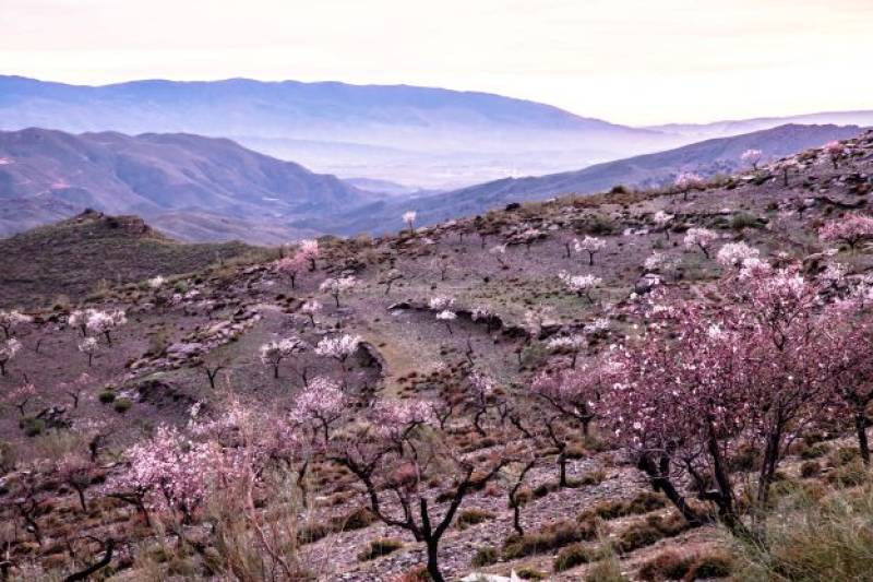 Southern Spain is becoming a desert. One company is using innovative organic farming techniques to turn that around (and make delicious almonds at the same time!)