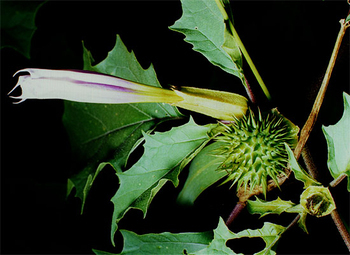 The Datura Stramonium is a dangerous plant