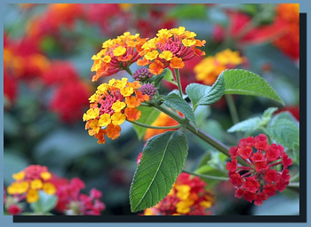 Jobs for March/ April - cutting back Lantanas