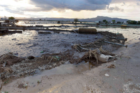Murcia floods, thousands of animals have died