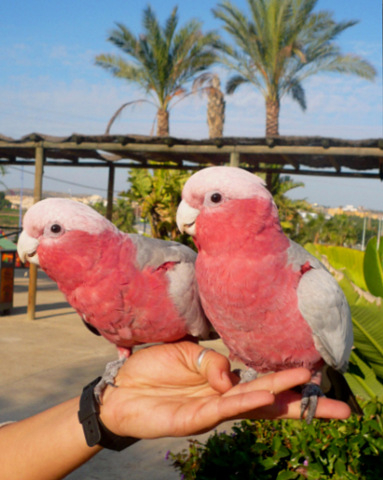 rare cockatoo breeds