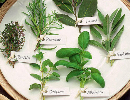 Natural remedies using Spanish herbs and plants