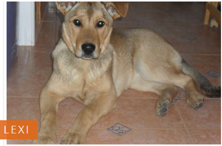 Barneys Dog Rescue Alicante