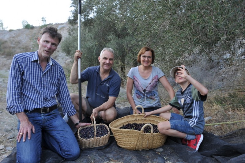 Liquid gold; harvesting autumn olives in Murcia