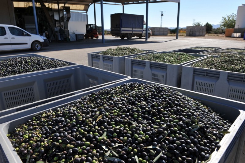 Liquid gold; harvesting autumn olives in Murcia