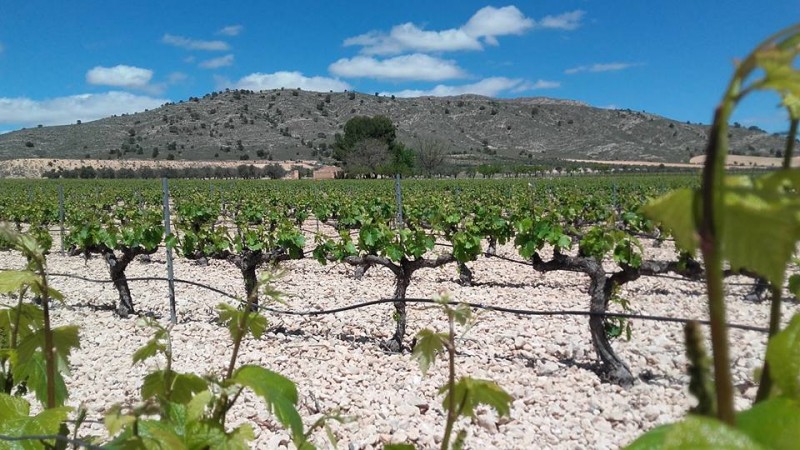 <span style='color:#780948'>ARCHIVED</span> - 15th April Yecla. 9km guided route through the vineyards and wine tasting