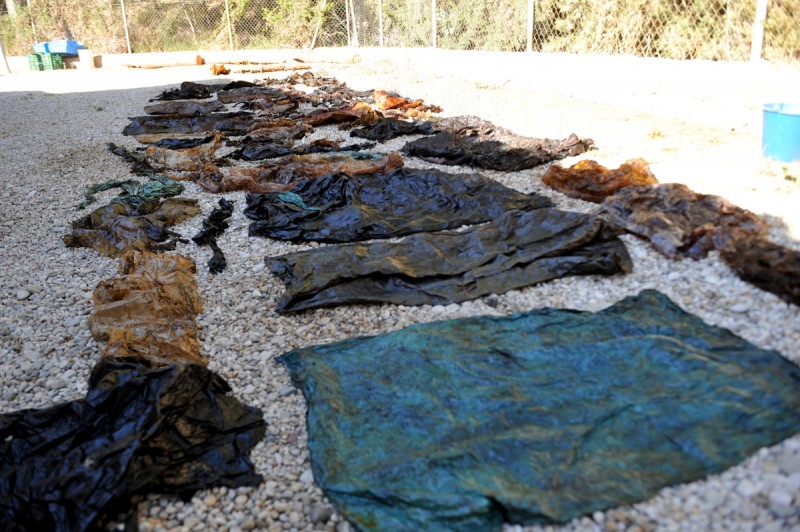 Images of plastic waste found inside the dead Cabo de Palos whale