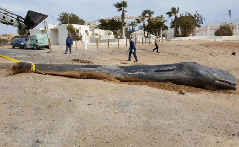 Images of plastic waste found inside the dead Cabo de Palos whale