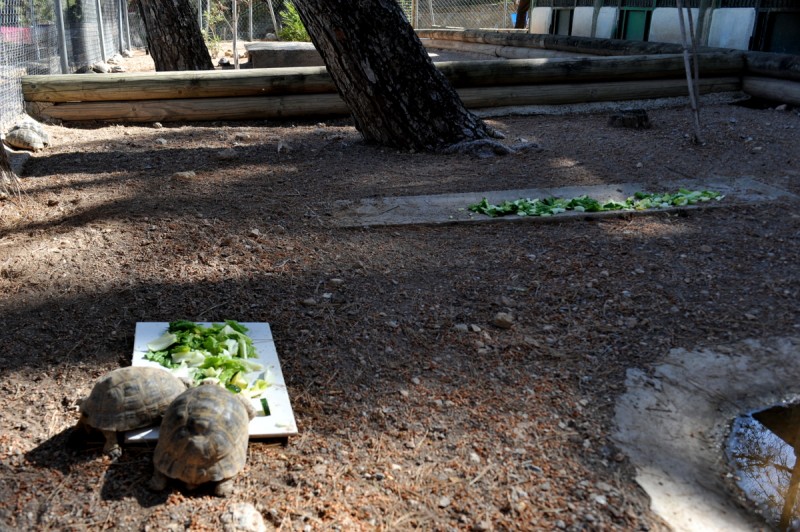 Wild tortoise ownership in Murcia and Spain: illegal but surprisingly common